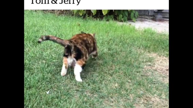 Katten efter musen når det er bedst!