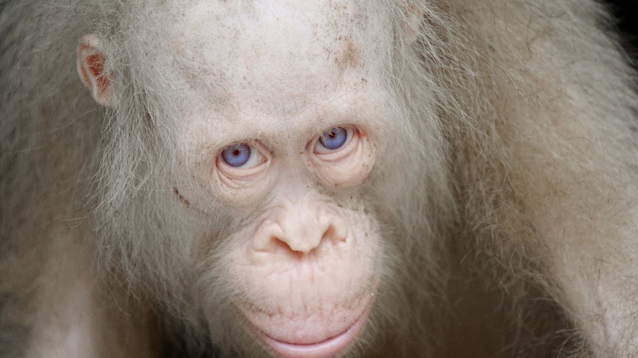 Se verdens eneste albino orangutang