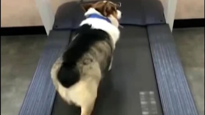 hund træning