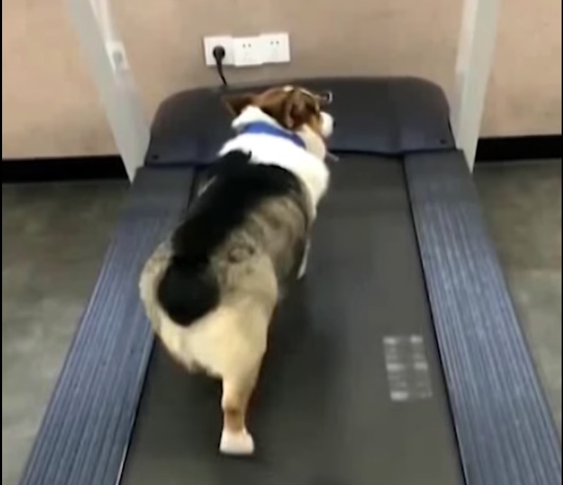 hund træning
