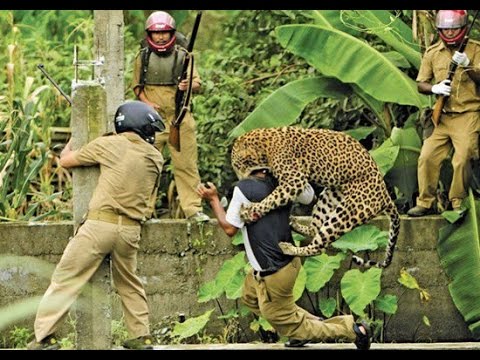 VILDT! Leopard angriber turist på safari!