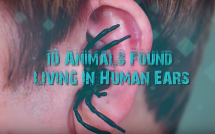 dyr fundet i ører