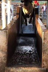 VIDEO: Her hopper ko i vandet! PLASK!