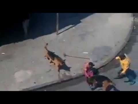 VIDEO: Idiot kaster sten efter hunde. Hundene overfalder ham!