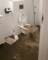 VIDEO: Toilet går amok!